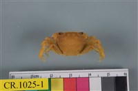 藏品(絨毛近方蟹)的圖片